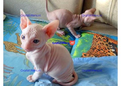 mooie sphynx-kittens voor adoptie