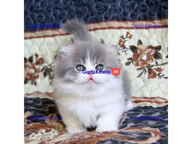 Mooie Munchkin-kittens te koop