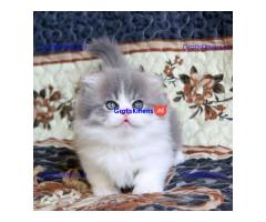 Mooie Munchkin-kittens te koop