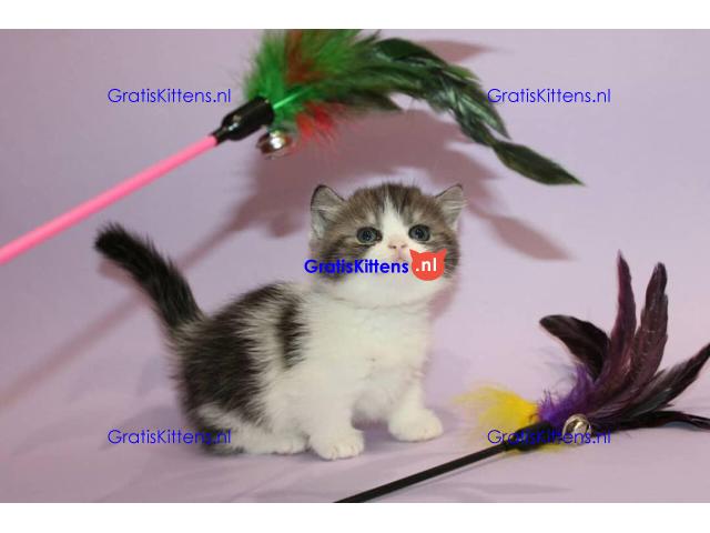 Mooie Munchkin-kittens te koop