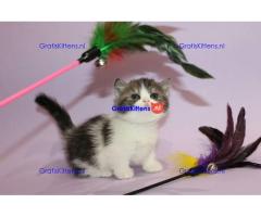 Mooie Munchkin-kittens te koop