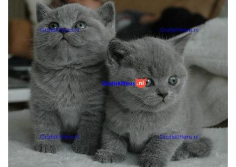 Pure Brits korthaar kittens