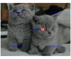 Pure Brits korthaar kittens