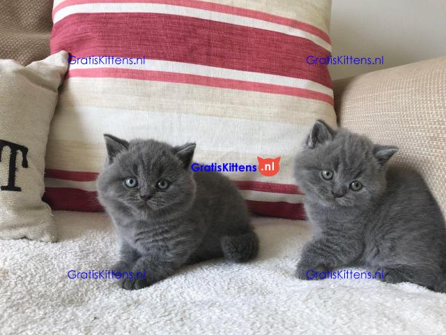 Pure Brits korthaar kittens