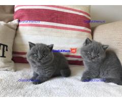 Pure Brits korthaar kittens