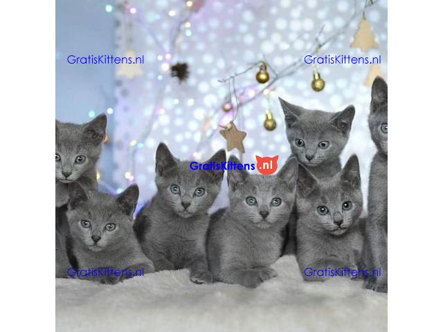 Russische blauwe kittens
