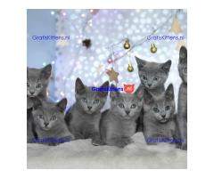 Russische blauwe kittens