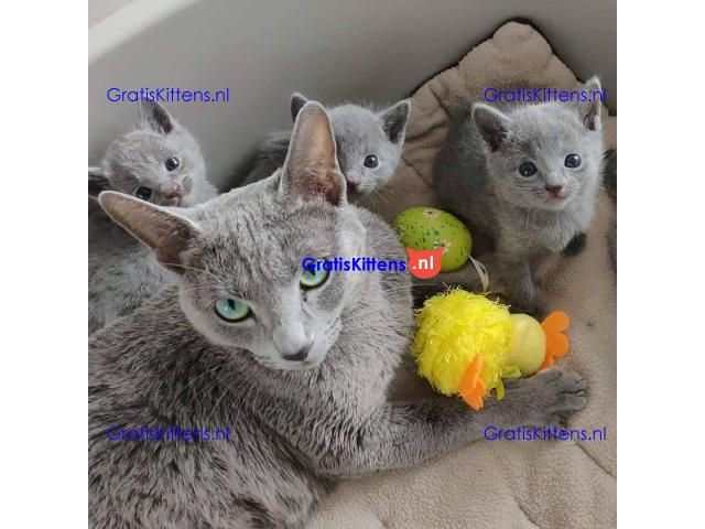 Russische blauwe kittens