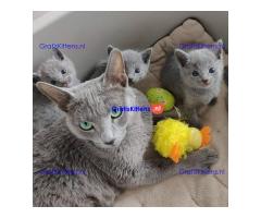 Russische blauwe kittens