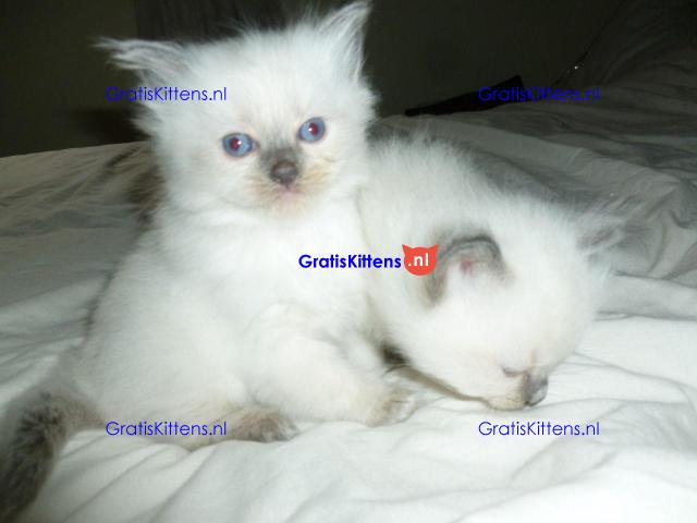 Ragdoll-kittens nu beschikbaar