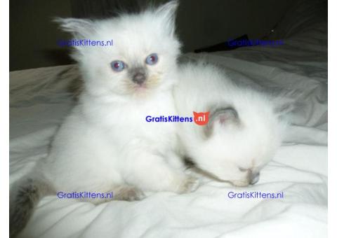 Ragdoll-kittens nu beschikbaar