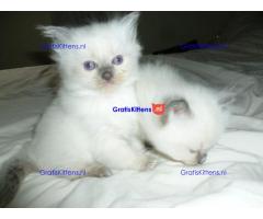 Ragdoll-kittens nu beschikbaar