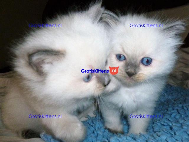 Ragdoll-kittens nu beschikbaar