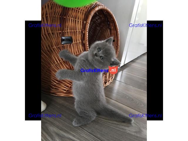 Blauwe Brits korthaar kittens beschikbaar