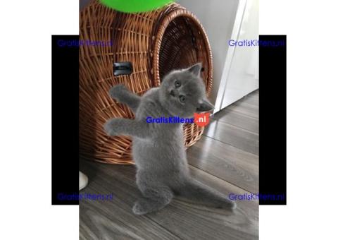 Blauwe Brits korthaar kittens beschikbaar