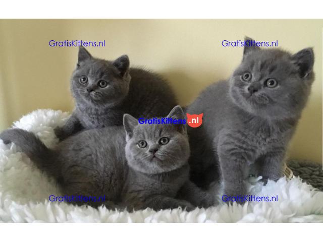 Blauwe Brits korthaar kittens beschikbaar