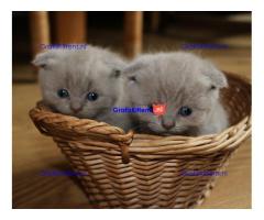 Scottish fold-kittens nu beschikbaar