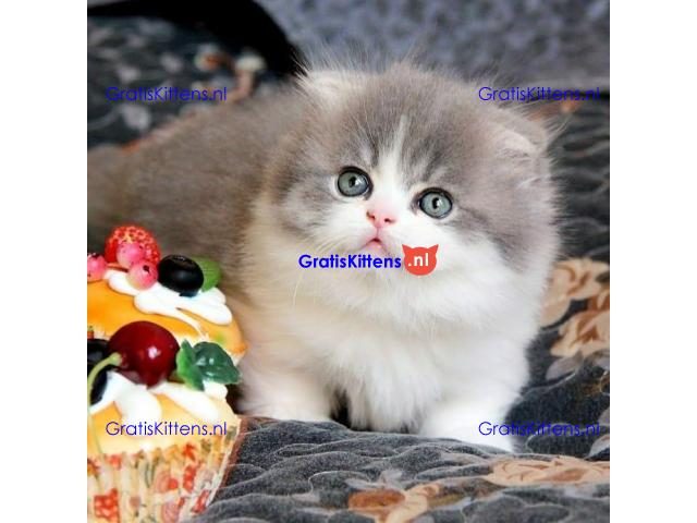 Mooie Munchkin-kittens te koop