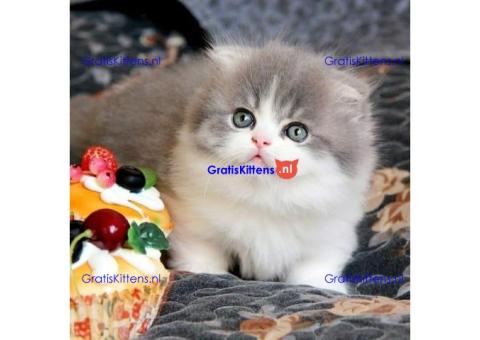 Mooie Munchkin-kittens te koop
