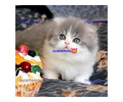 Mooie Munchkin-kittens te koop