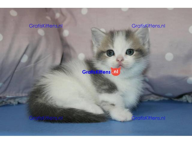 Mooie Munchkin-kittens te koop