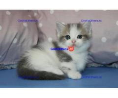 Mooie Munchkin-kittens te koop