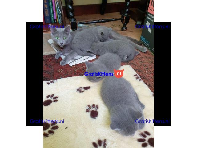 Russisch blauwe kittens te koop