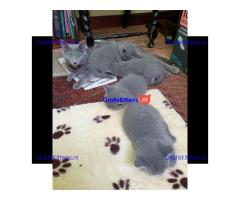 Russisch blauwe kittens te koop