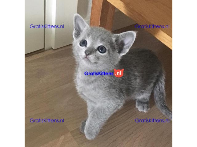 Russisch blauwe kittens te koop