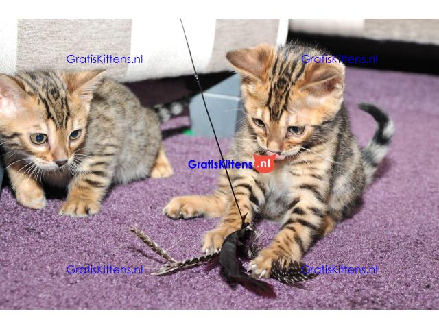 Leukste Bengalen Kittens te koop