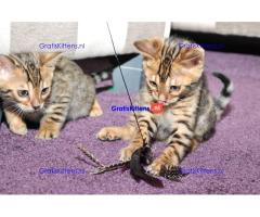 Leukste Bengalen Kittens te koop