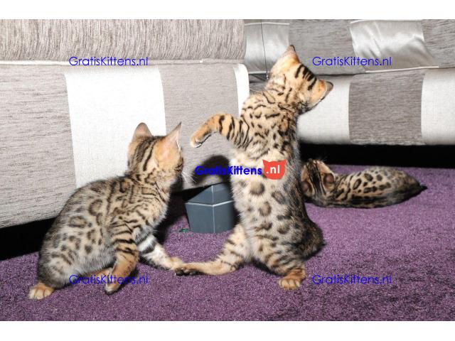 Leukste Bengalen Kittens te koop