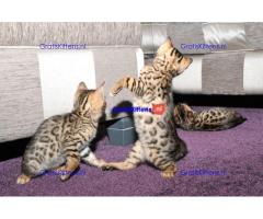 Leukste Bengalen Kittens te koop