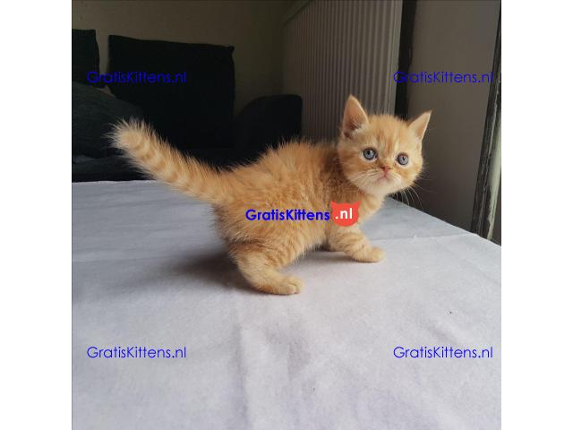 Perzische kittens zijn nu klaar om te gaan