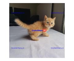 Perzische kittens zijn nu klaar om te gaan
