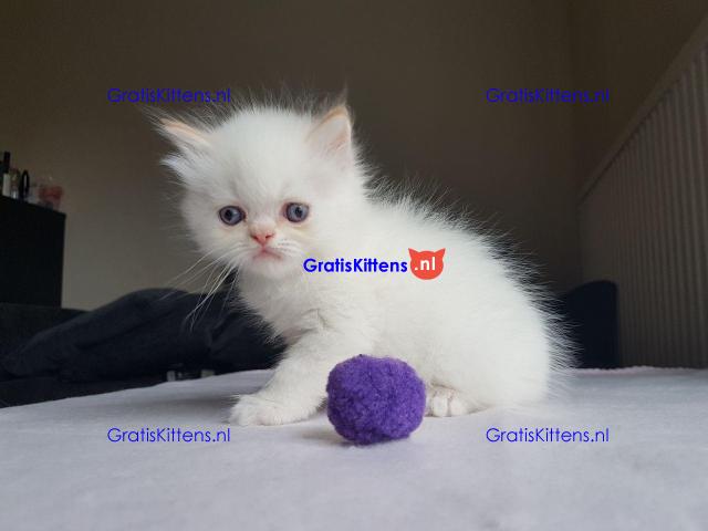 Perzische kittens zijn nu klaar om te gaan