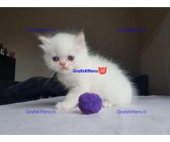 Perzische kittens zijn nu klaar om te gaan