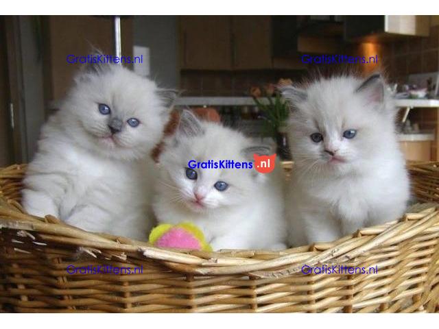 Twee witte Rogdoll-katjes