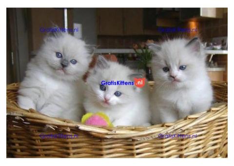 Twee witte Rogdoll-katjes