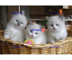 Twee witte Rogdoll-katjes