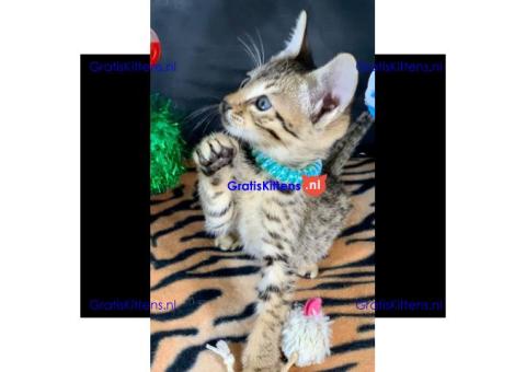 Prachtige Savannah-kittens beschikbaar