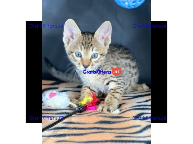 Prachtige Savannah-kittens beschikbaar