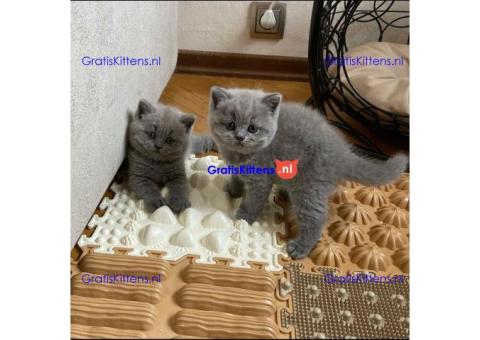 Leuke Brits Blauw Korthaar kittens.