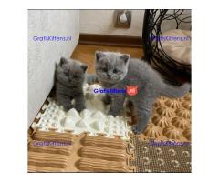 Leuke Brits Blauw Korthaar kittens.