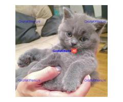 Leuke Brits Blauw Korthaar kittens.