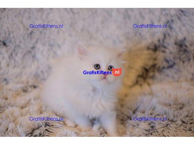 Dikke theekopje Perzische kittens beschikbaar voor een goed thuis
