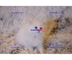 Dikke theekopje Perzische kittens beschikbaar voor een goed thuis