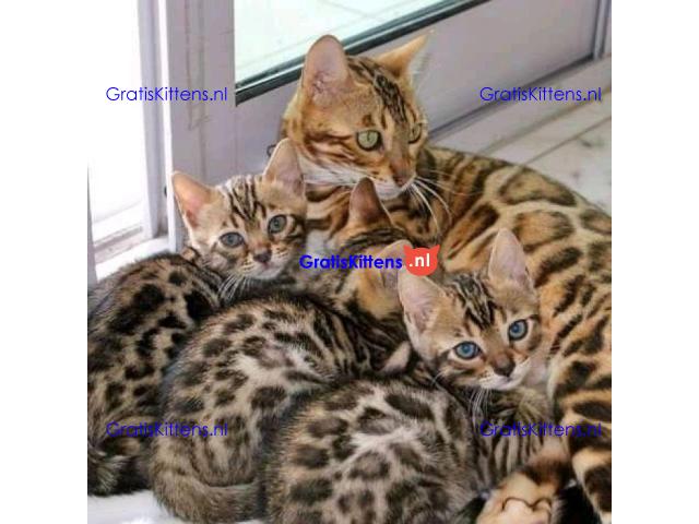 Geregistreerde Bengaalse kittens beschikbaar (9-12ibs volgroeid)