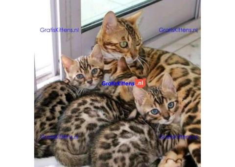 Geregistreerde Bengaalse kittens beschikbaar (9-12ibs volgroeid)