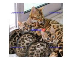 Geregistreerde Bengaalse kittens beschikbaar (9-12ibs volgroeid)